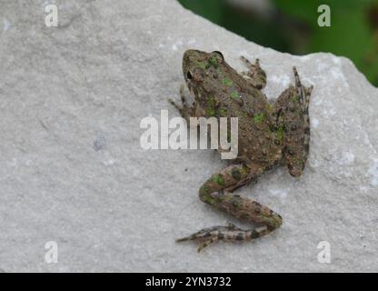 Grenouille cricket de Blanchard (Acris blanchardi) Banque D'Images