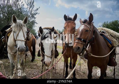 Mendoza, Argentine. 03-10-2020. Caballo / cheval Banque D'Images