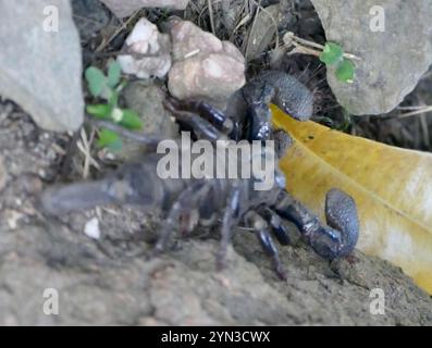 Empereur commun Scorpion (Pandinus imperator) Banque D'Images