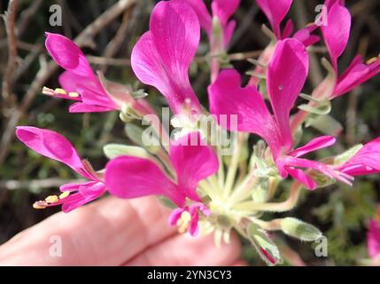 Neitjie Storksbill (Pelargonium incrassatum) Banque D'Images