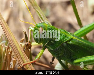Grande sauterelle verte (Chondracris rosea) Banque D'Images