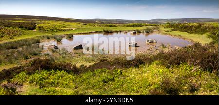 Royaume-Uni, Angleterre, Somerset, Quantocks, Over Stowey, piscine de Withyman (Wilmot), étang de rosée sur Quantock commun, panoramique Banque D'Images