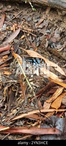 Blue Wanderer (Tirumala hamata) Banque D'Images