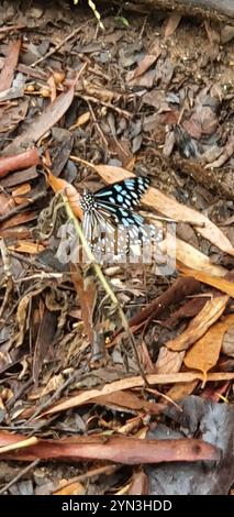 Blue Wanderer (Tirumala hamata) Banque D'Images