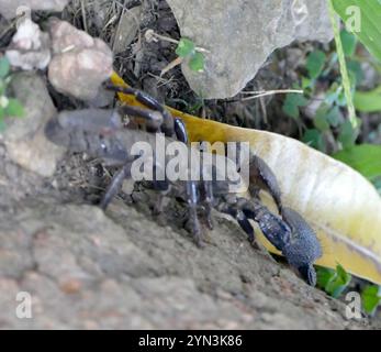 Empereur commun Scorpion (Pandinus imperator) Banque D'Images