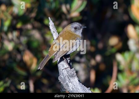 Grive du Nightingale à bec noir (Catharus gracilirostris) Banque D'Images