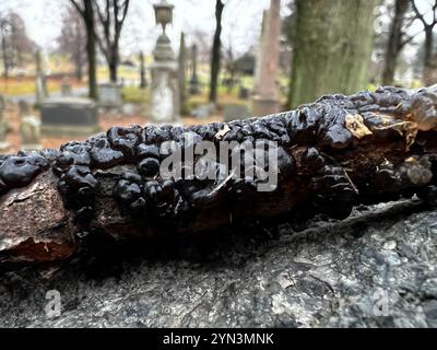 Beurre de Warlock (Exidia nigricans) Banque D'Images
