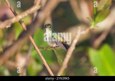 Colibri à ventre violet (Chlorestes julie) Banque D'Images
