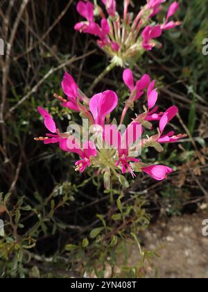 Neitjie Storksbill (Pelargonium incrassatum) Banque D'Images