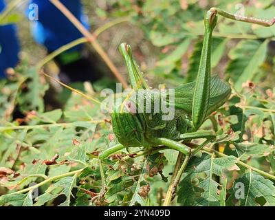 Grande sauterelle verte (Chondracris rosea) Banque D'Images