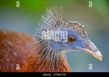 Une grande argus femelle (Argusianus argus), qui est une espèce de faisan d'Asie du Sud-est. Un faisan pluvieux brun avec une tête et un cou bleus Banque D'Images