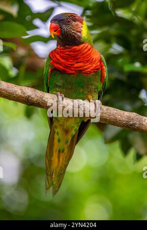 Les Lorikeets de noix de coco (Trichoglossus haematodus) sont des perroquets de la famille des Psittaculidae. La facture est orange-rouge, et la tête bleu foncé s'estompe Banque D'Images