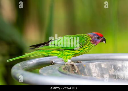 Le Lorikeet de Goldie (Psitteuteles goldiei) est un petit perroquet vivant originaire des forêts montagneuses de Nouvelle-Guinée. Banque D'Images