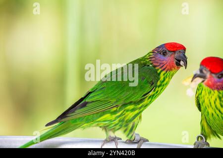 Le Lorikeet de Goldie (Psitteuteles goldiei) est un petit perroquet vivant originaire des forêts montagneuses de Nouvelle-Guinée. Banque D'Images