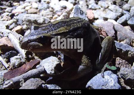 Grenouille des marais rayée (Limnodynastes peronii) Banque D'Images