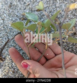 Plage Croton (Croton punctatus) Banque D'Images