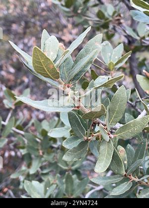 Chêne blanc de l'Arizona (Quercus arizonica) Banque D'Images