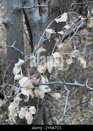 Criquet pèlerin du Nouveau-Mexique (Robinia neomexicana) Banque D'Images