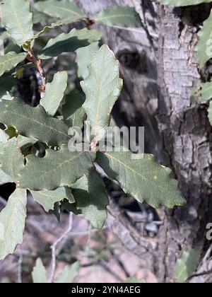 Chêne blanc de l'Arizona (Quercus arizonica) Banque D'Images