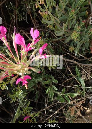 Neitjie Storksbill (Pelargonium incrassatum) Banque D'Images