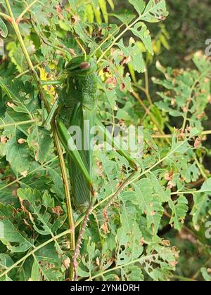 Grande sauterelle verte (Chondracris rosea) Banque D'Images