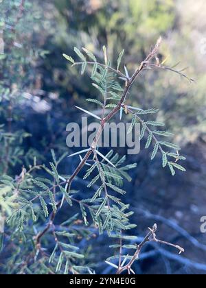 Corne blanche acacia (Vachellia constricta) Banque D'Images