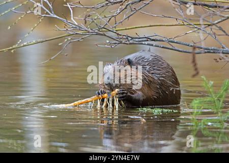 Castor nord-américain (Castor canadensis) se nourrissant d'une branche. Printemps dans le parc national d'Acadia, Maine, États-Unis. Banque D'Images