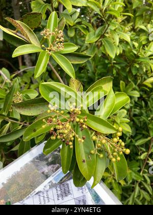 Marlberry (Ardisia escallonioides) Banque D'Images