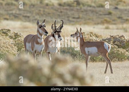 Un pronghorn (Antilocapra americana) buck, biche et jeune juste après la saison des accouplements. Octobre dans le parc national de Yellowstone, Wyoming, États-Unis. Banque D'Images