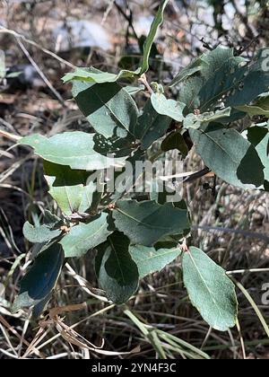 Chêne blanc de l'Arizona (Quercus arizonica) Banque D'Images