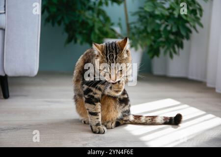 Le chat se lave à la maison. L'animal lèche sa patte. Banque D'Images