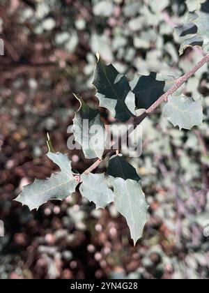 Chêne blanc de l'Arizona (Quercus arizonica) Banque D'Images