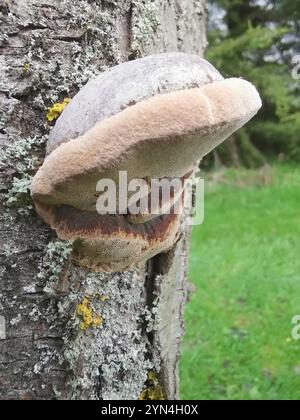 Support de coussin (Phellinus pomaceus) Banque D'Images