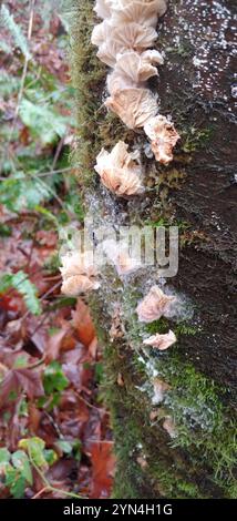 Parachutes de fées (Marasmiellus candidus) Banque D'Images