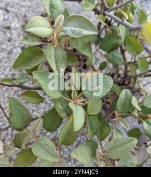 Plage Croton (Croton punctatus) Banque D'Images