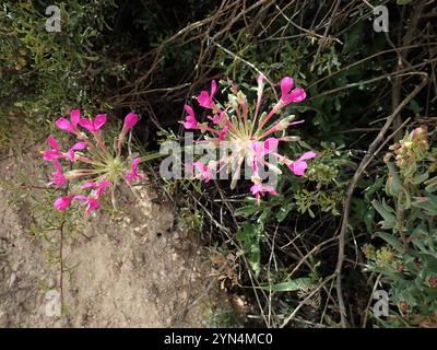 Neitjie Storksbill (Pelargonium incrassatum) Banque D'Images