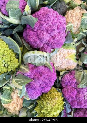 Une variété de choux-fleurs, en exposition sur un marché fermier local., blanc vert, rose Banque D'Images