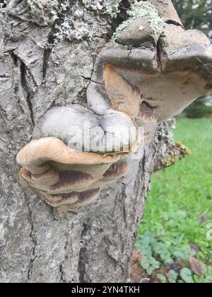 Support de coussin (Phellinus pomaceus) Banque D'Images