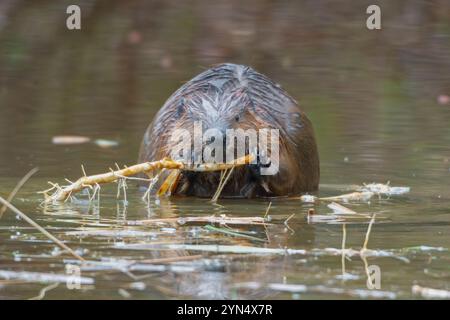 Castor nord-américain (Castor canadensis) se nourrissant d'une branche. Printemps dans le parc national d'Acadia, Maine, États-Unis. Banque D'Images