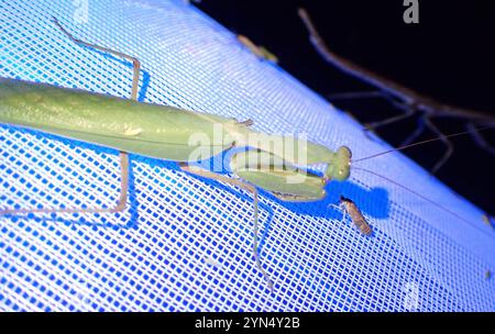 Bordée d'Afrique (Mante Sphodromantis lineola) Banque D'Images