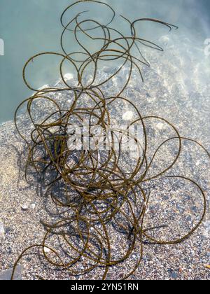 La chorda filum, communément appelée tresses de sirènes, corde d'homme mort ou dentelle de mer entre autres noms, est une espèce d'algues brunes, trouvée en Cornouailles Banque D'Images