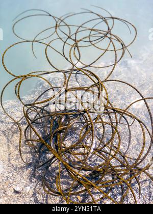 La chorda filum, communément appelée tresses de sirènes, corde d'homme mort ou dentelle de mer entre autres noms, est une espèce d'algues brunes, trouvée en Cornouailles Banque D'Images