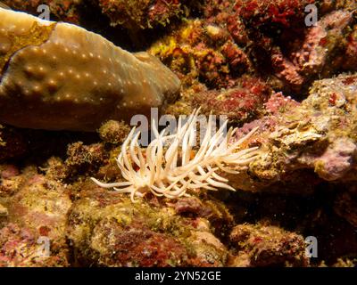 Phyllodesmium briareum est une espèce de limace de mer, une nudibranche d'aeolid, un mollusque gastéropode marin de la famille des Facelinidae. Ils ressemblent au corail doux Briareum violacea où ils vivent souvent Banque D'Images