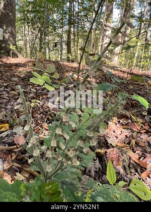 Calotte crânienne à feuilles de cœur (Scutellaria ovata) Banque D'Images