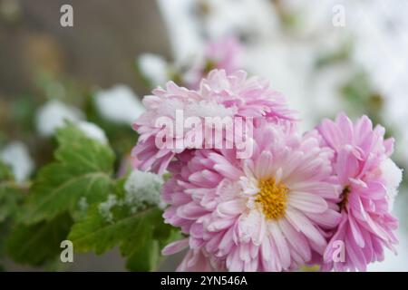 Nature colorée lumineuse avec de la neige blanche en hiver. Belles fleurs de chrysanthème violettes et roses poussant dans le jardin sous la neige. Banque D'Images
