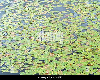 Feuilles flottantes de pondweed sur la surface d'un étang Banque D'Images