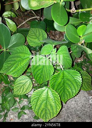 Raie des bois des Antilles (Laportea aestuans) Banque D'Images