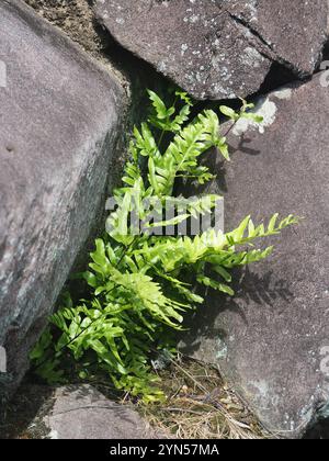 Frein semi-claveté (Pteris semipinnata) Banque D'Images