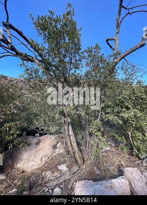 Chêne blanc de l'Arizona (Quercus arizonica) Banque D'Images