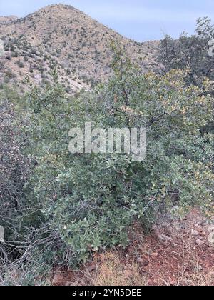 Chêne blanc de l'Arizona (Quercus arizonica) Banque D'Images